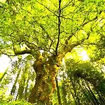 La Casa Del Bosque Del Agua Y Prexigueiro Obsequio Entrada Por Persona A Circuito Termal Дом отдыха Мондарис