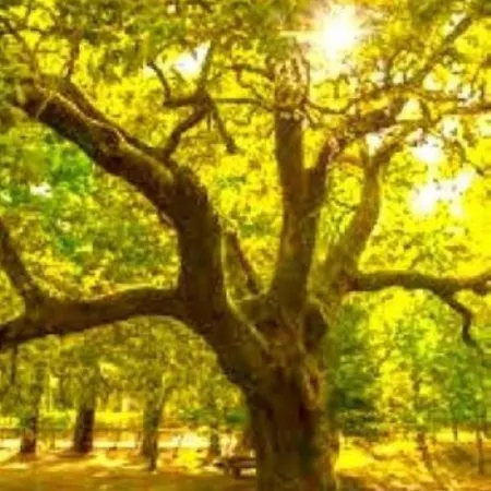 La Casa Del Bosque Del Agua Y Prexigueiro Obsequio Entrada Por Persona A Circuito Termal * Mondariz